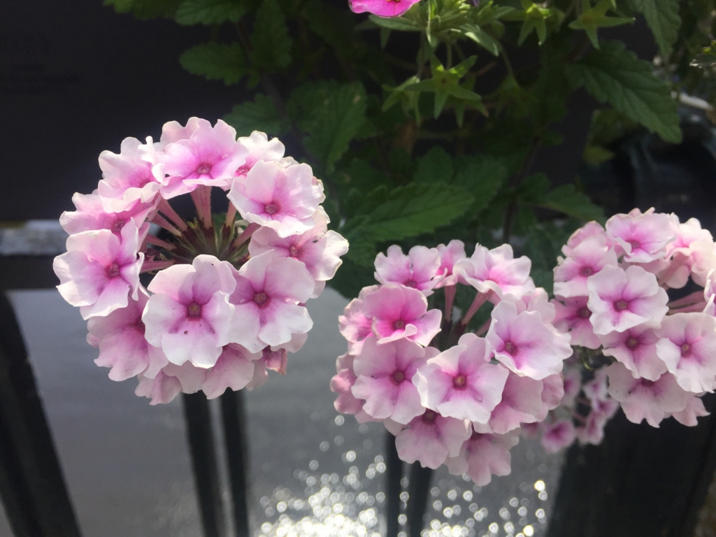 f:id:adamtomoko:20160721194424j:plain