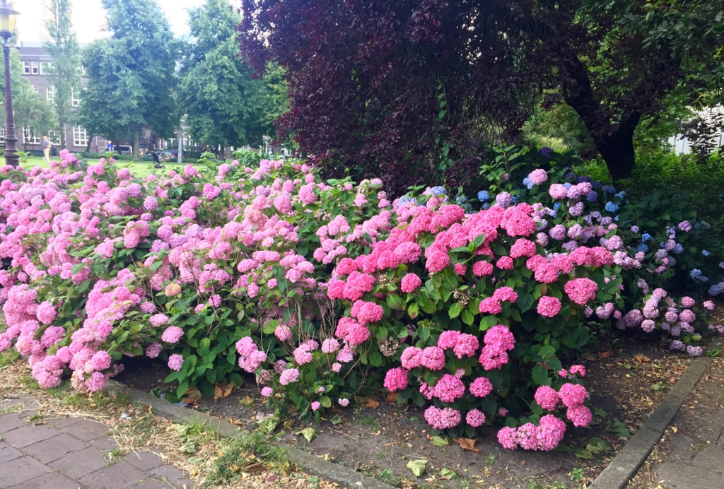 f:id:adamtomoko:20160721194531j:plain