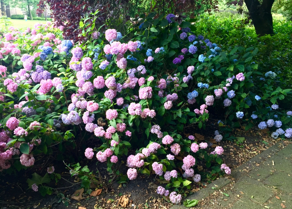 f:id:adamtomoko:20160721194608j:plain