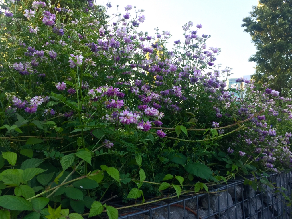 f:id:adamtomoko:20160721203018j:plain