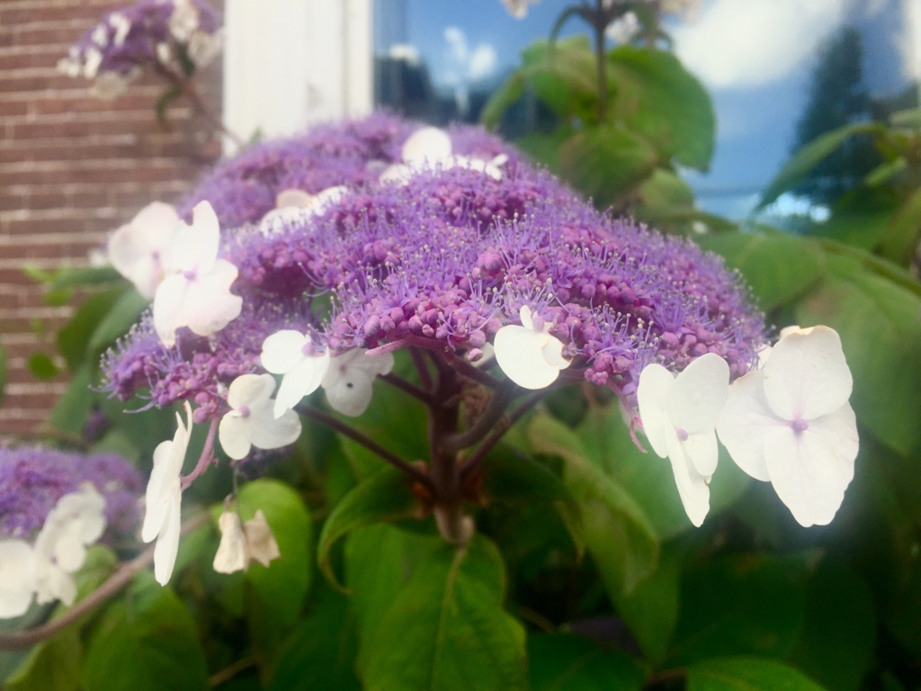 f:id:adamtomoko:20160721214610j:plain