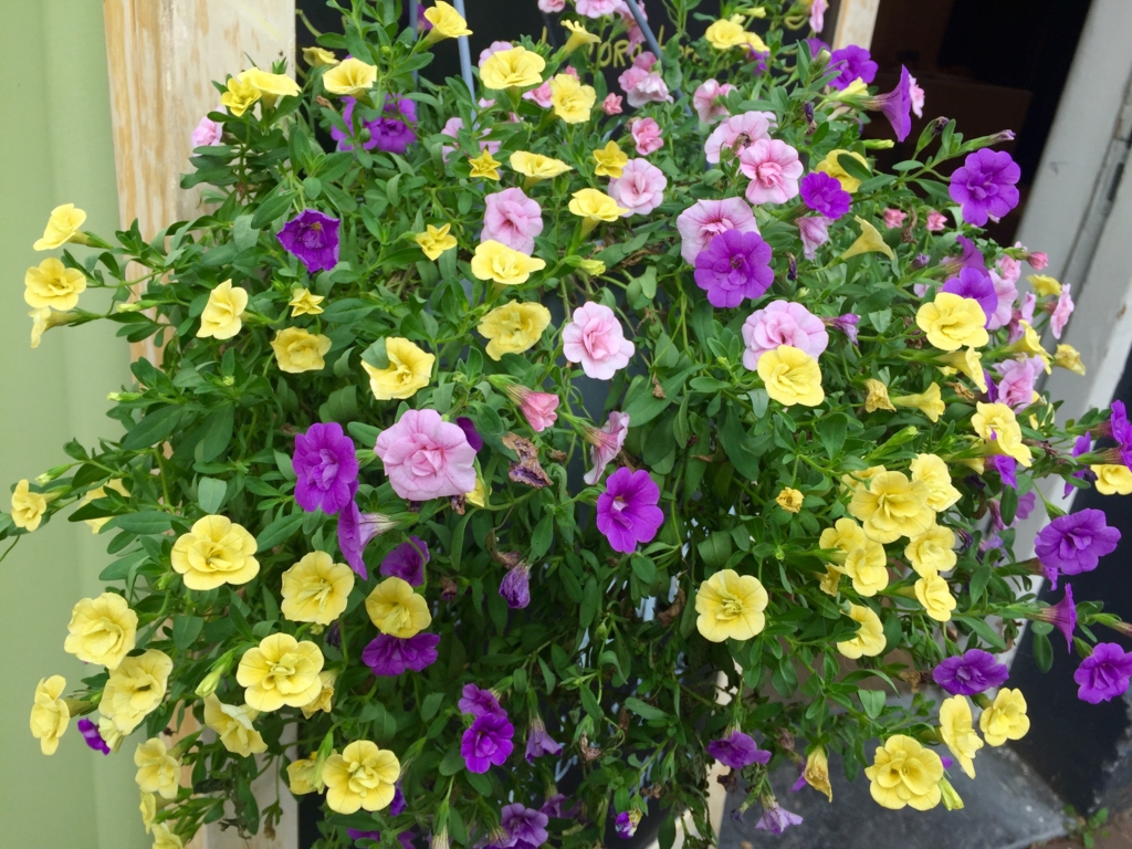 f:id:adamtomoko:20160721214746j:plain