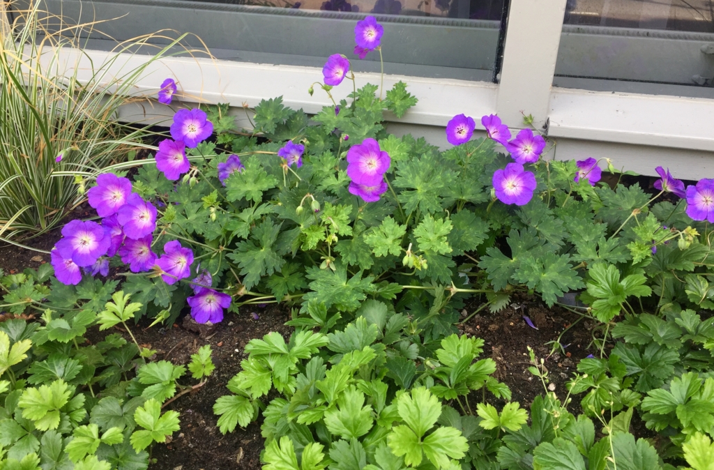 f:id:adamtomoko:20160721214926j:plain