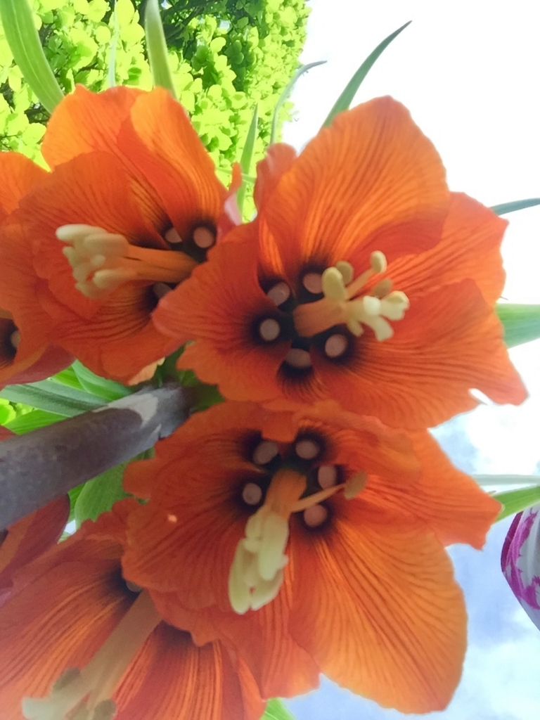 f:id:adamtomoko:20180425025635j:plain