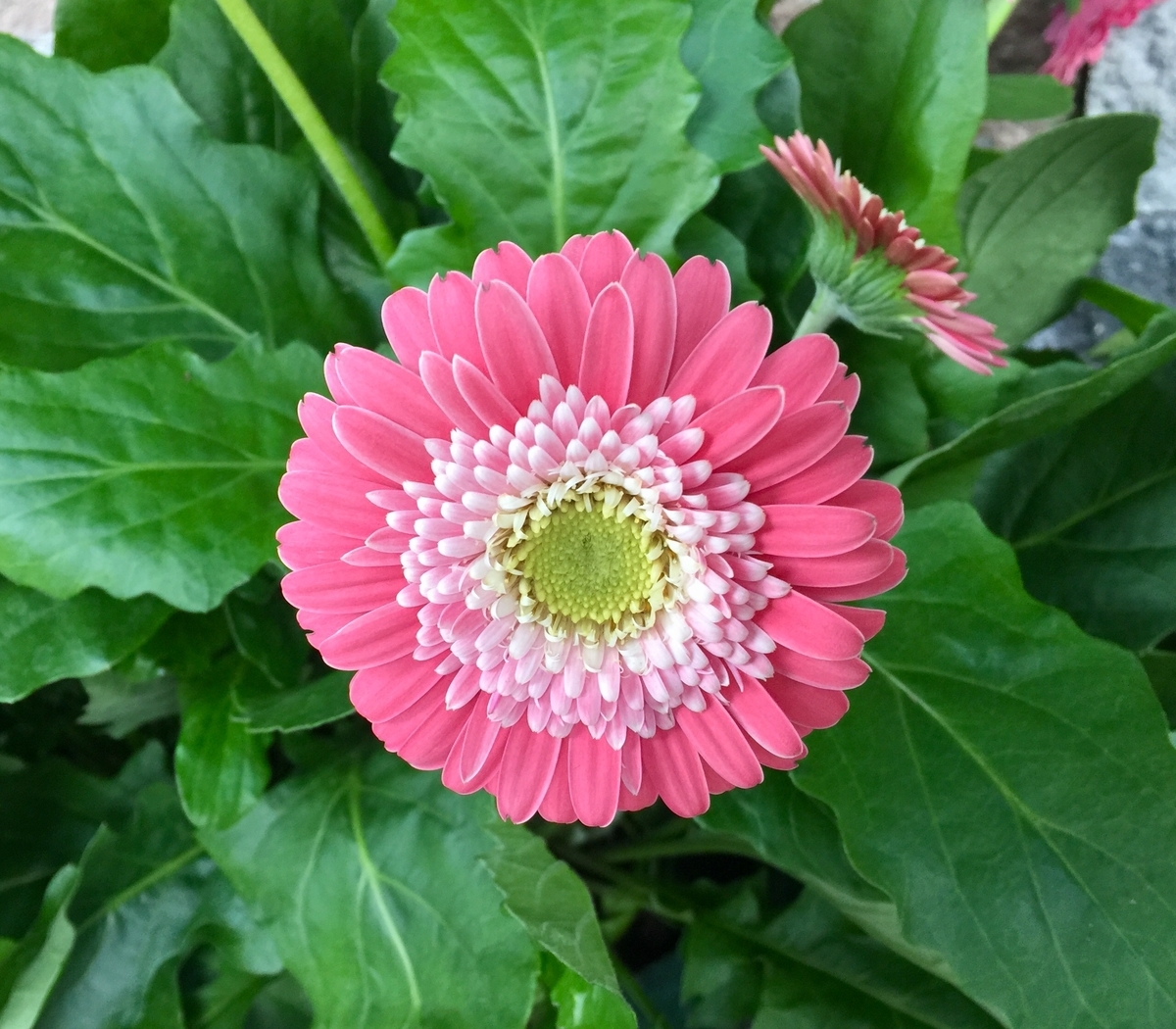 f:id:adamtomoko:20190426034416j:plain