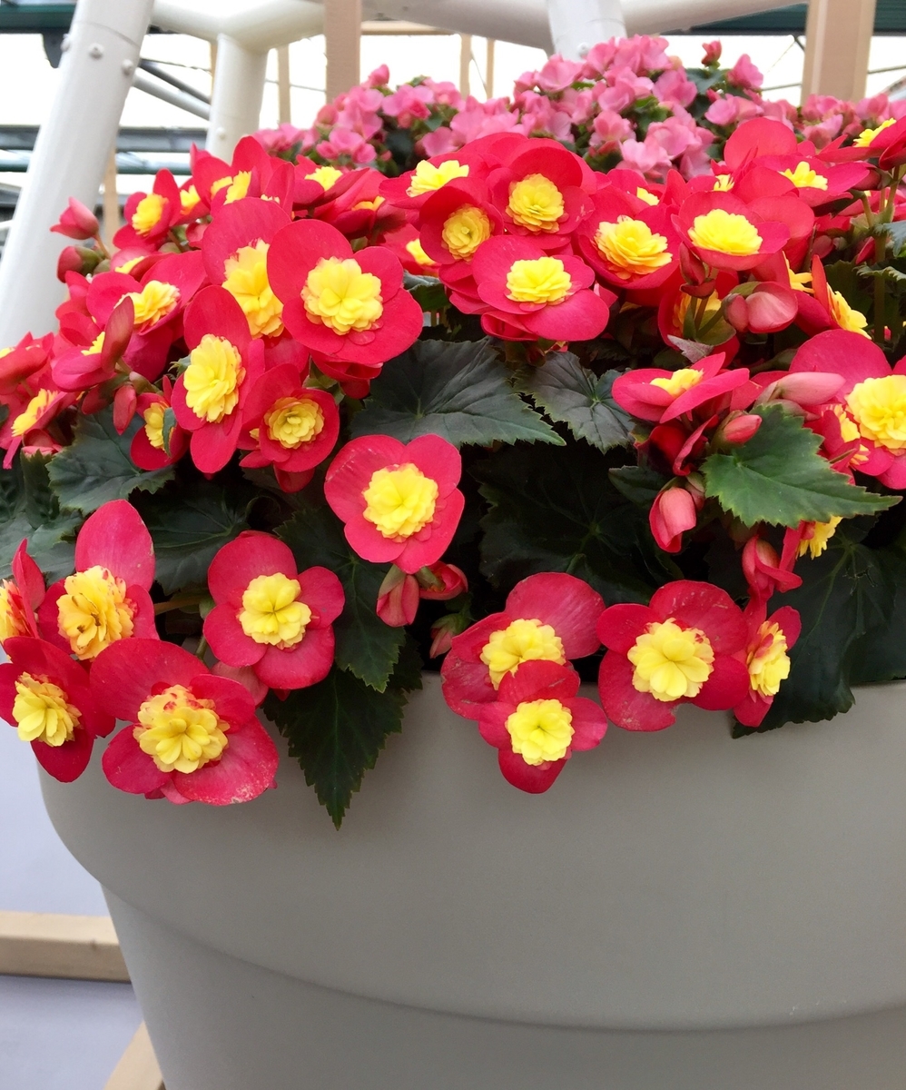 f:id:adamtomoko:20190426034449j:plain