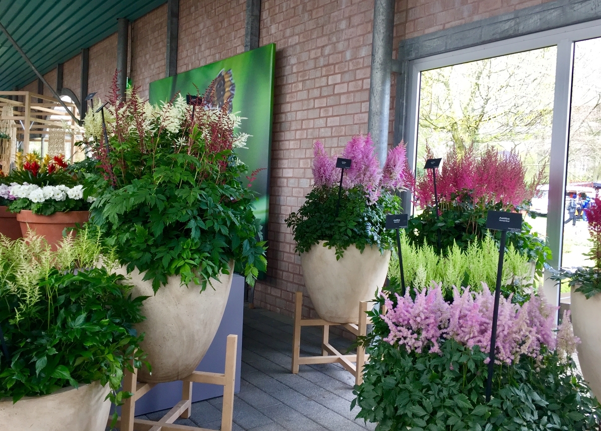 f:id:adamtomoko:20190426034528j:plain