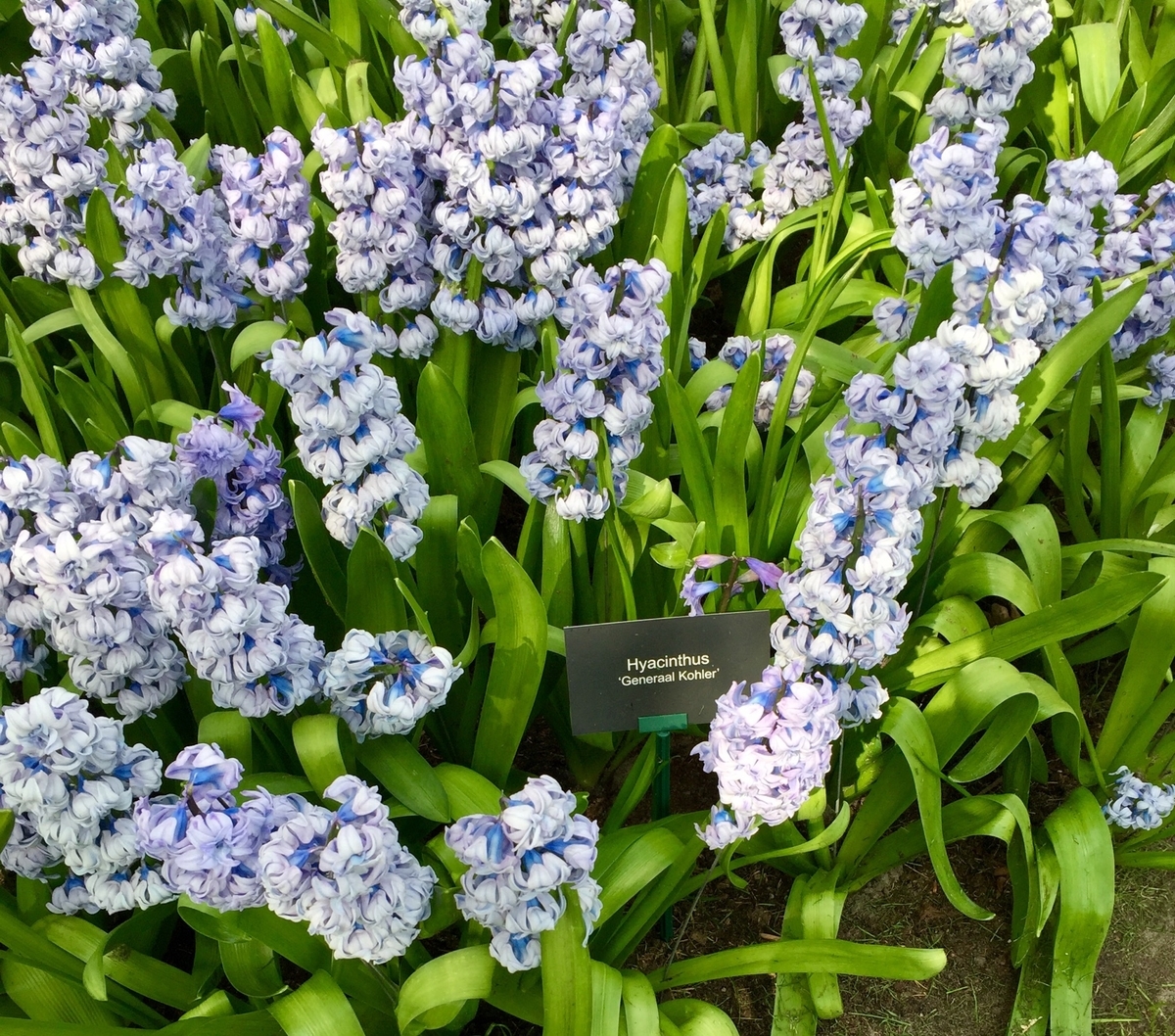 f:id:adamtomoko:20190426035307j:plain