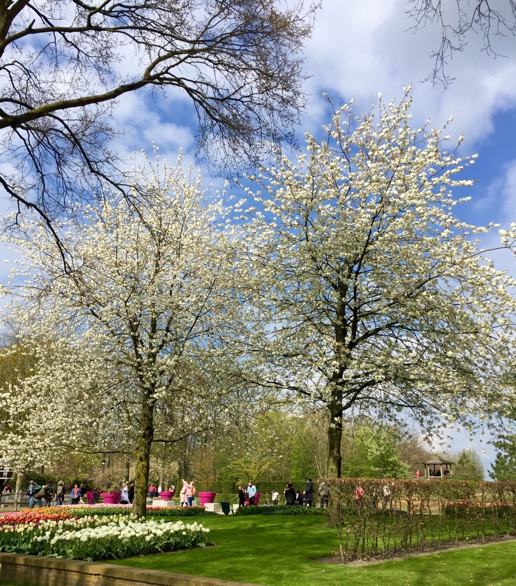 f:id:adamtomoko:20190426035530j:plain