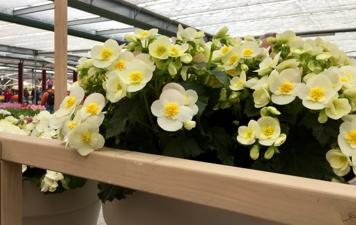 f:id:adamtomoko:20190426042211j:plain