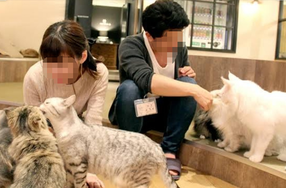 突撃 猫カフェ コンパを解明せよ あだむさんの部屋