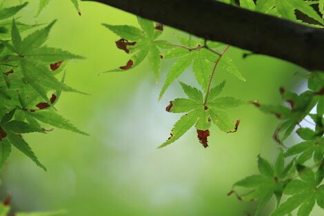 f:id:adati-iryou:20180731143156j:image