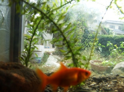 f:id:adayasu:20071007120217j:image:left
