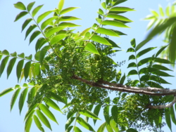 f:id:adayasu:20080511100331j:image:left