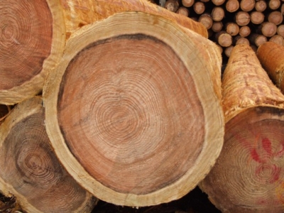 f:id:adayasu:20100216151343j:image:left