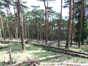 f:id:adayasu:20100823134908j:image:left