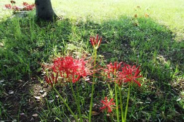 f:id:adayasu:20100919203807j:image:right