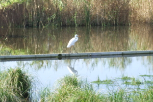 f:id:adayasu:20100919204332j:image:left