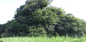 f:id:adayasu:20100919204616j:image:left