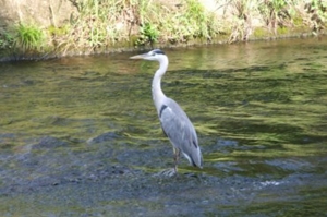 f:id:adayasu:20100919205043j:image:left