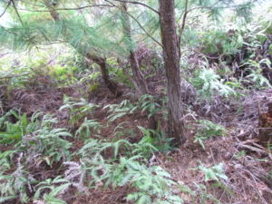 f:id:adayasu:20101114075220j:image:left
