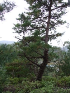 f:id:adayasu:20101114075231j:image:left