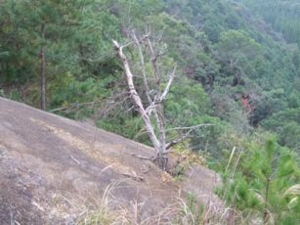 f:id:adayasu:20101114080252j:image:left