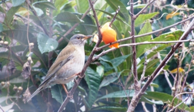 f:id:adayasu:20110104021215j:image:right