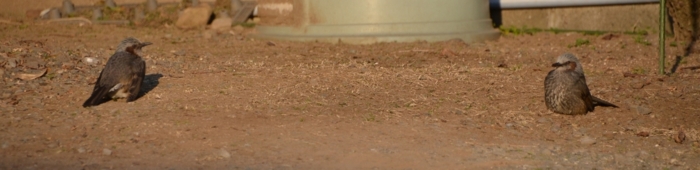 f:id:adayasu:20110203164053j:image