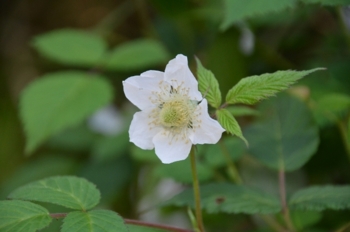 f:id:adayasu:20110411083747j:image:left