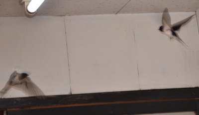 f:id:adayasu:20110416074036j:image:left