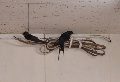 f:id:adayasu:20110416074547j:image:left