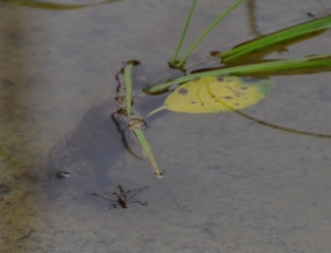 f:id:adayasu:20110503092310j:image:left