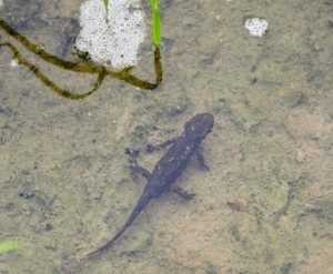 f:id:adayasu:20110503092651j:image:left