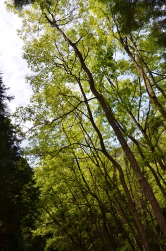 f:id:adayasu:20110505140741j:image:left
