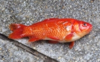 f:id:adayasu:20110512075323j:image:left