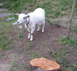f:id:adayasu:20110522181928j:image:left