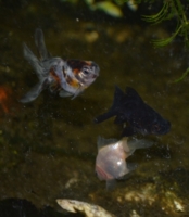 f:id:adayasu:20110530164800j:image:right