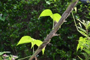 f:id:adayasu:20110530165101j:image:left