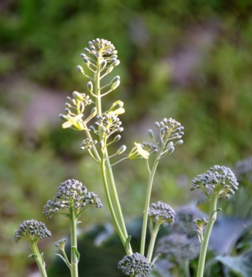 f:id:adayasu:20120327172316j:image:w420:left