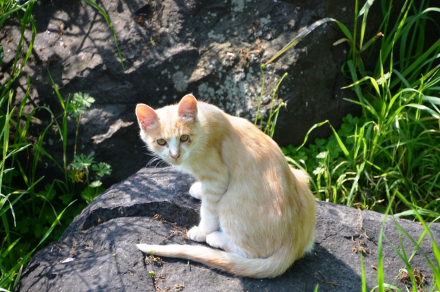 f:id:adayasu:20120417085828j:image