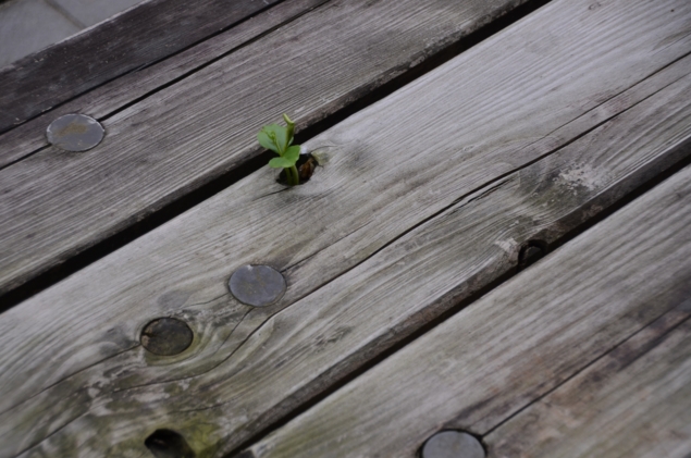 f:id:adayasu:20120429132700j:image
