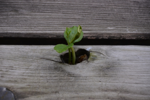 f:id:adayasu:20120429132710j:image:w270:left