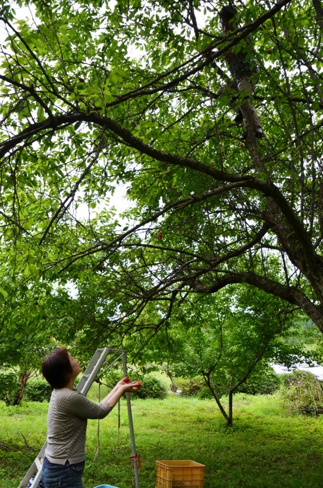 f:id:adayasu:20120617140535j:image f:id:adayasu:20120617140535j:image