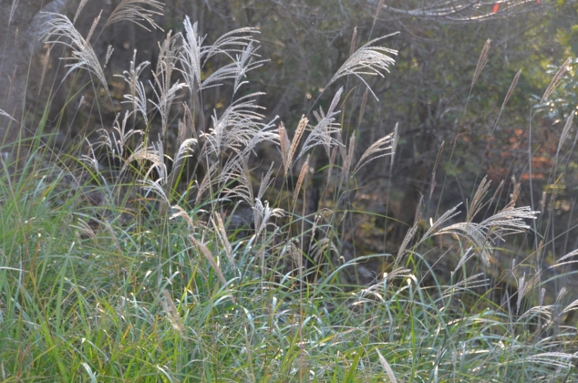 f:id:adayasu:20121021155917j:image:left