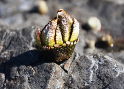 f:id:adayasu:20130223121937j:image:left