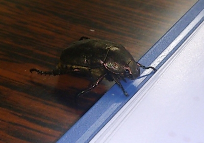 f:id:adayasu:20130515204048j:image:left