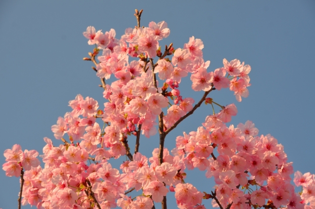 f:id:adayasu:20140322164439j:image:left
