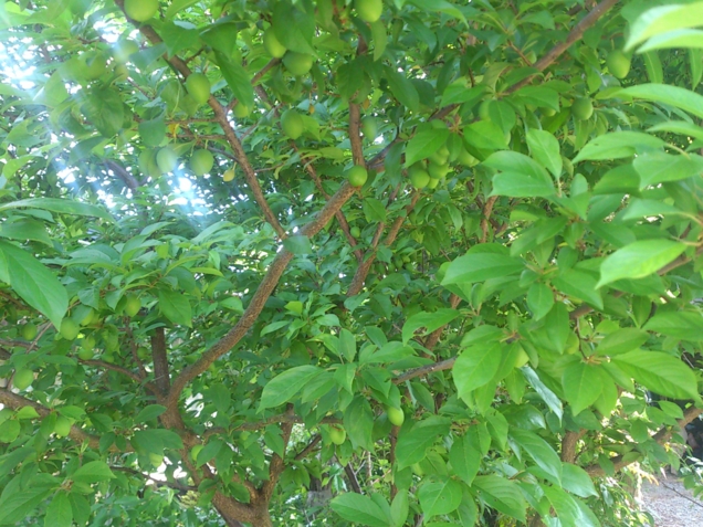 f:id:adayasu:20140426084743j:image