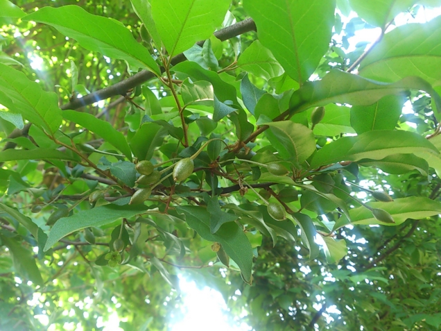 f:id:adayasu:20140426084844j:image